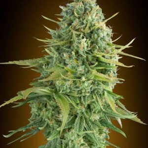Do-Si-Dos Cookies Auto Feminised Seeds - 5