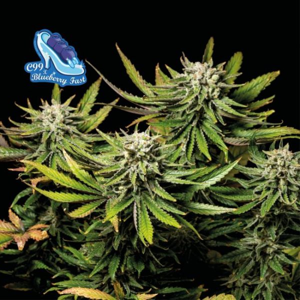C99 x Blueberry FAST Feminised Seeds - 5 Pack - Seedsman - Image 2