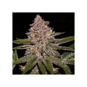 Radical Juice Feminised Seeds - 3