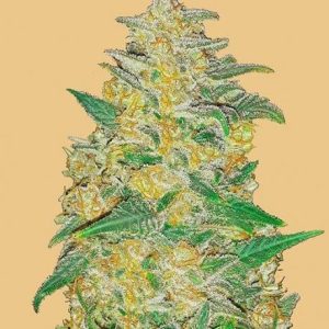 Original AK Auto Feminised Seeds - 2