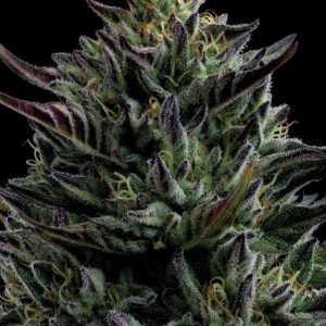 California Octane Feminised Seeds - 5