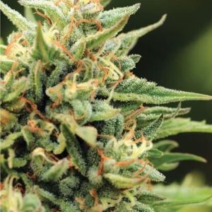 California Sour Diesel Auto Feminised Seeds - 10