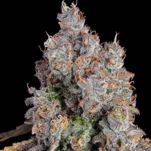Candy Games #25 Feminised Seeds - 6