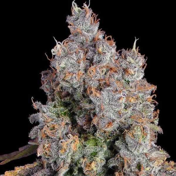 Candy Games #25 Feminised Seeds - 6