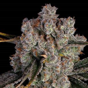 Candy Games #38 Feminised Seeds - 6