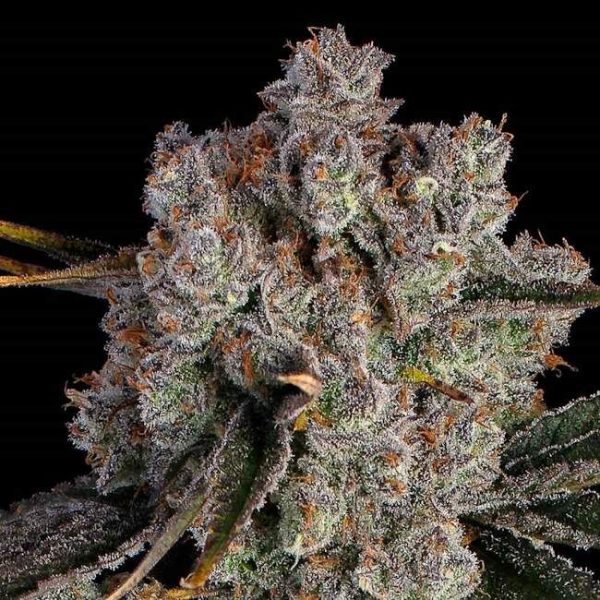 Candy Games #38 Feminised Seeds - 6