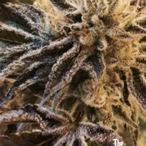 Corleone Kush Feminised Seeds - 6
