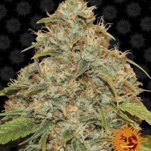 Lemon Potion CBD Auto Feminised Seeds - 10