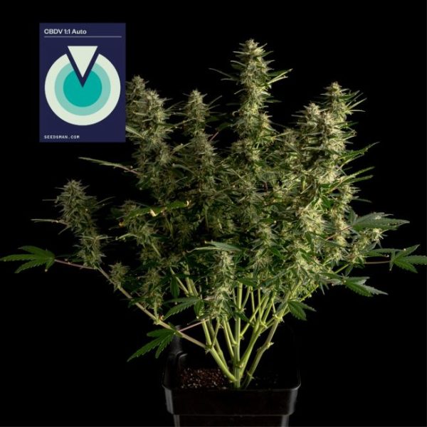 CBDV 1:1 Auto Feminised Seeds - 10 Pack - Seedsman - Image 2