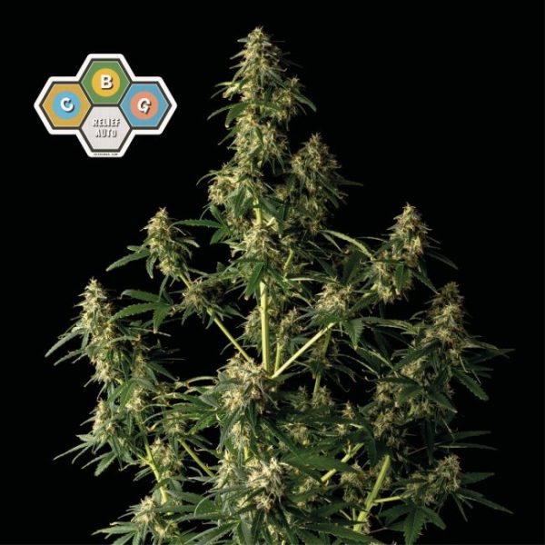 CBG Relief Auto Feminised Seeds - 5 Pack - Seedsman - Image 2