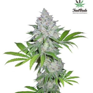 Californian Snow Auto Feminised Seeds - 2
