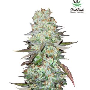 G14 Auto Feminised Seeds - 2