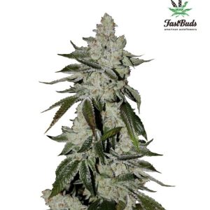 Girl Scout Cookies Auto Feminised Seeds - 2