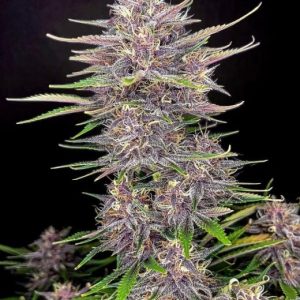 Banana Purple Punch Auto Feminised Seeds - 2