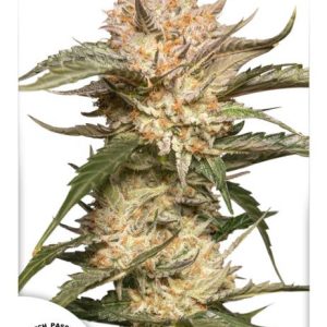 Trichome & Cream Auto Feminised Seeds - 7