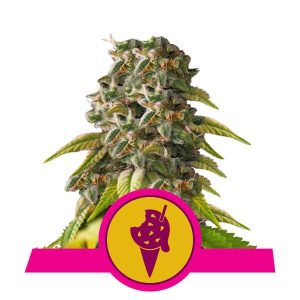 Cookies Gelato Feminised Seeds - 5
