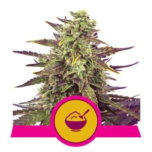 Cereal Milk Feminised Seeds - 5