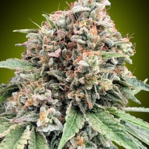 Sweet Critical 2.0 Feminised Seeds - 5