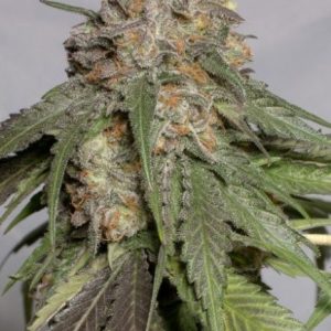 Blueberry Headband Feminised Seeds - 5