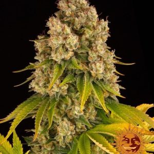 Cheese Auto Feminised Seeds - 10