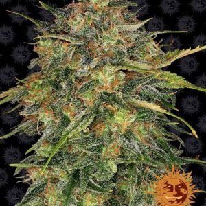 Cheese Feminised Seeds - 10