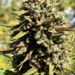 CheeseSus Christ SuperStar Auto Feminised Seeds - 5