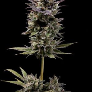 Chem D-Light Regular Seeds - 11