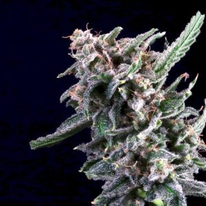 Cherry Lime Reserve Feminised Seeds - 5+2