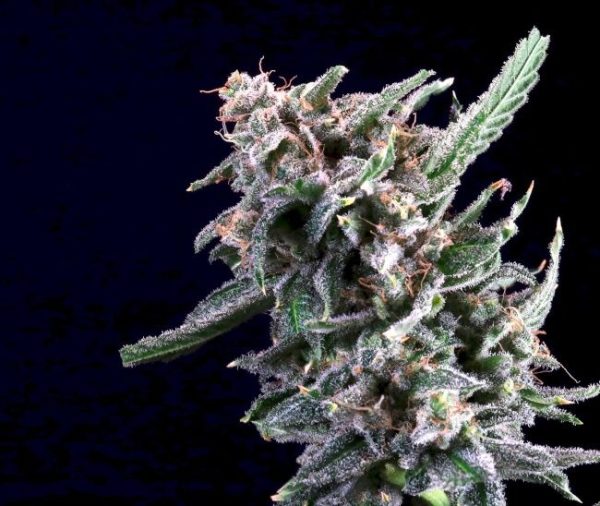 Cherry Lime Reserve Feminised Seeds - 5+2