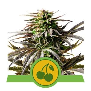 Cherry Pie Auto Feminised Seeds - 10