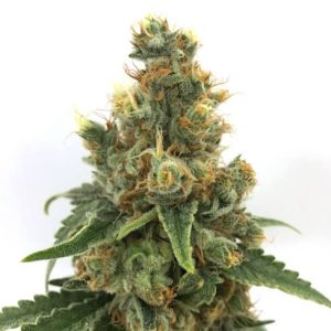 Cherry Soda Syrup Auto Feminised Seeds - 5