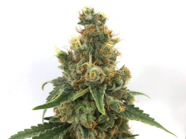Cherry Soda Syrup Auto Feminised Seeds - 5