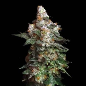Chilato Feminised Seeds - 6