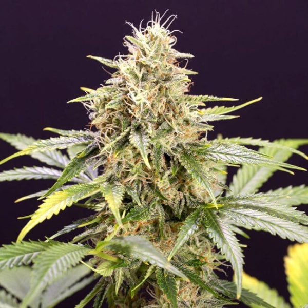 Chocolate Mint OG Auto Feminised Seeds - 5 Pack - Humboldt Seed Org. - Image 2