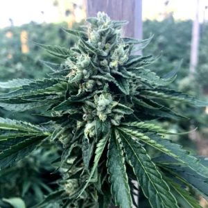 Cinnamon Buddha OG Feminised Seeds - 5