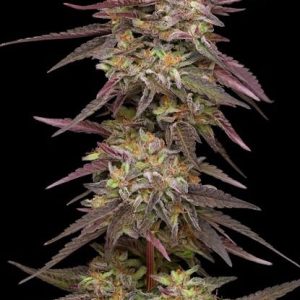 COB Salad Feminised Seeds - 10