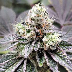 Coco-Nutty Feminised Seeds - 6