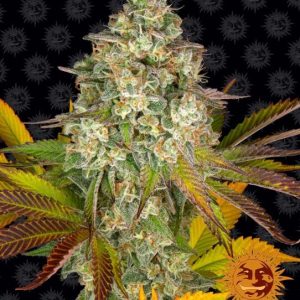 Cookies Kush Auto Feminised Seeds - 10