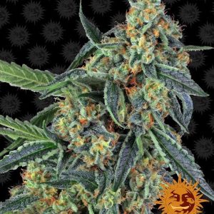 Cookies Kush Feminised Seeds - 10