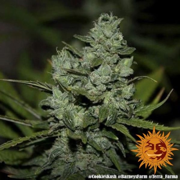 Cookies Kush Feminised Seeds - 1 Pack - Barney's Farm - Image 2