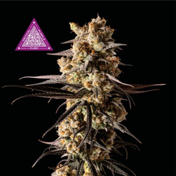 Critical Purple Kush Feminised Seeds - 3 Pack - Seedsman - Image 2