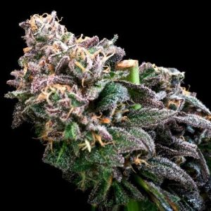 Crazy Train FAST Feminised Seeds - 5+2