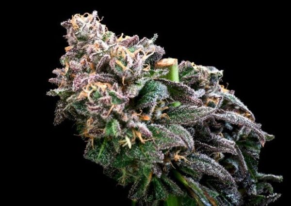 Crazy Train FAST Feminised Seeds - 5+2