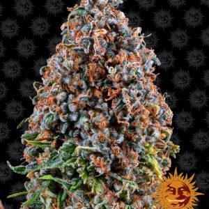 Critical Kush Feminised Seeds - 3