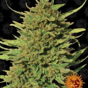 Critical Kush Regular Seeds - 10