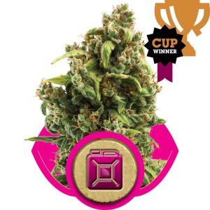 Sour Diesel Feminised Seeds - 5
