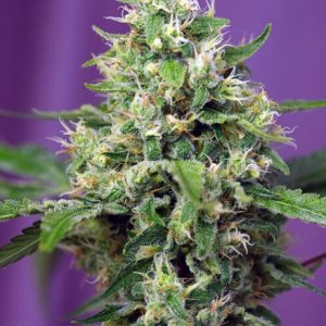 Sweet Amnesia Haze XL Auto Feminised Seeds - 5