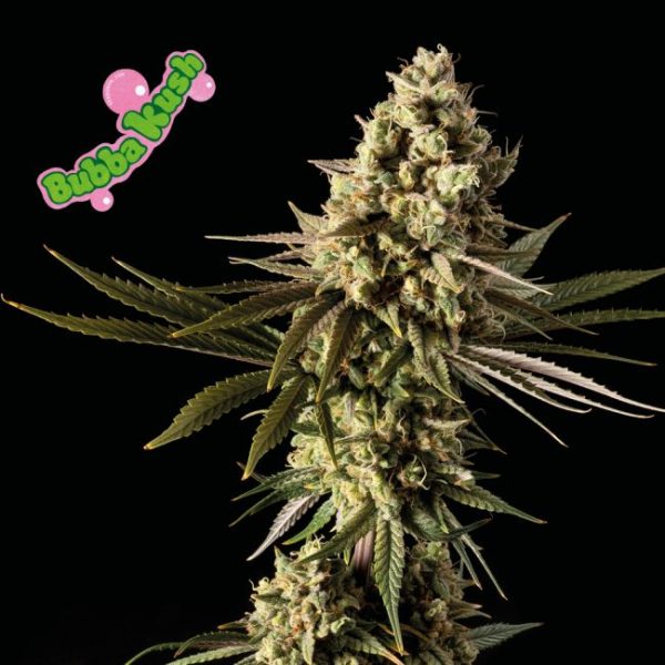 Bubba Kush Feminised Seeds - 50