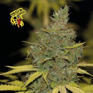 Badazz OG Cheese Feminised Seeds - 5