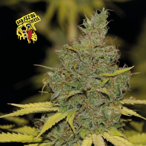 Badazz OG Cheese Feminised Seeds - 5